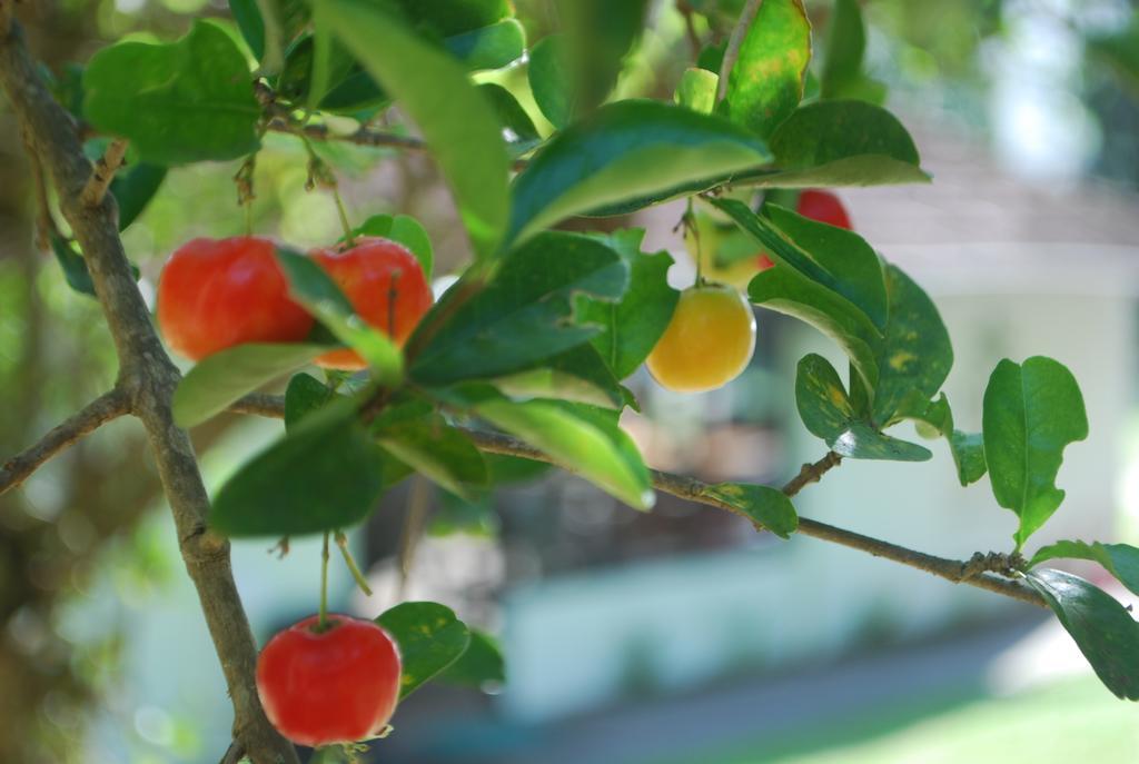 ホテル Pousada Jardim Da Lagoa フロリアノポリス エクステリア 写真